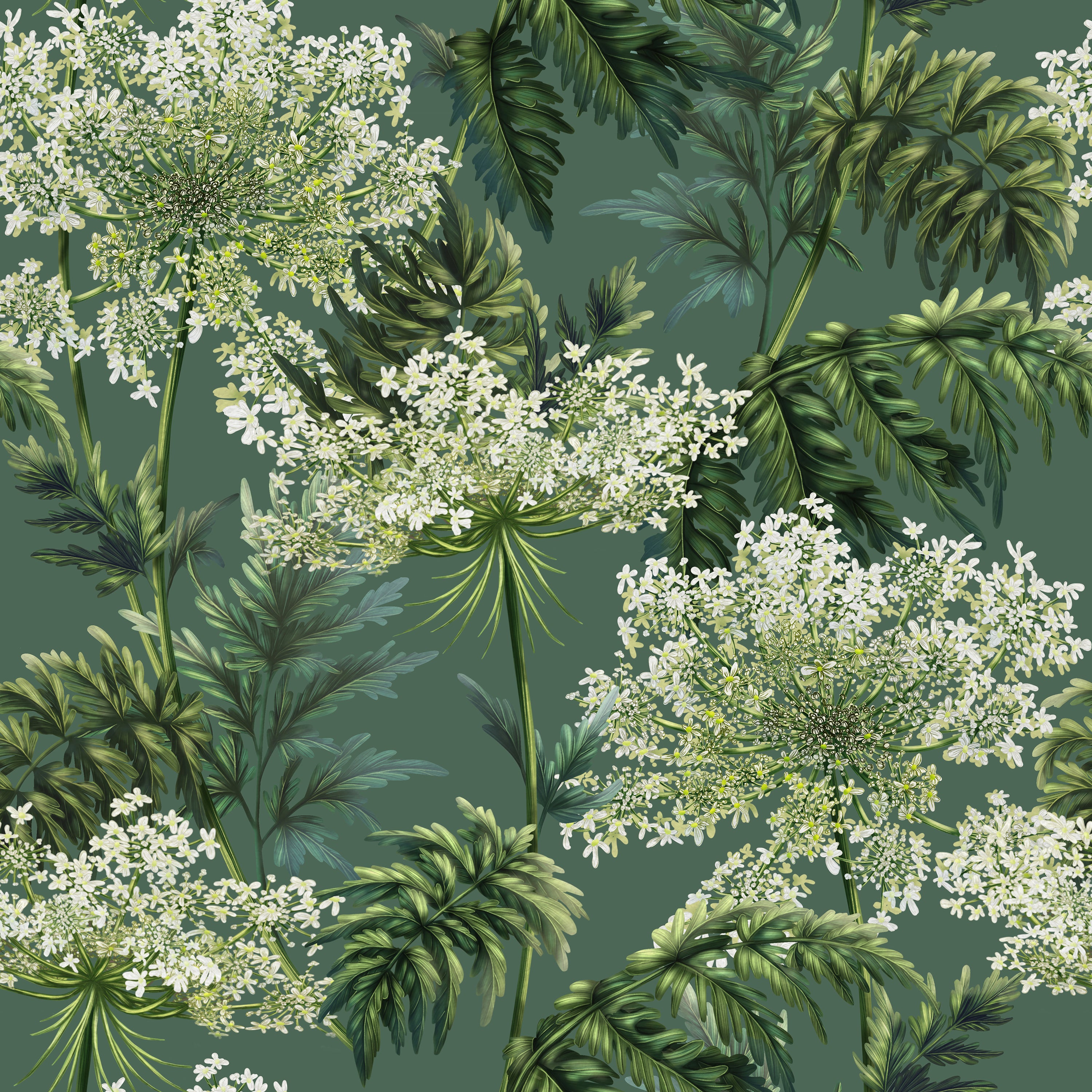Cow Parsley | Green