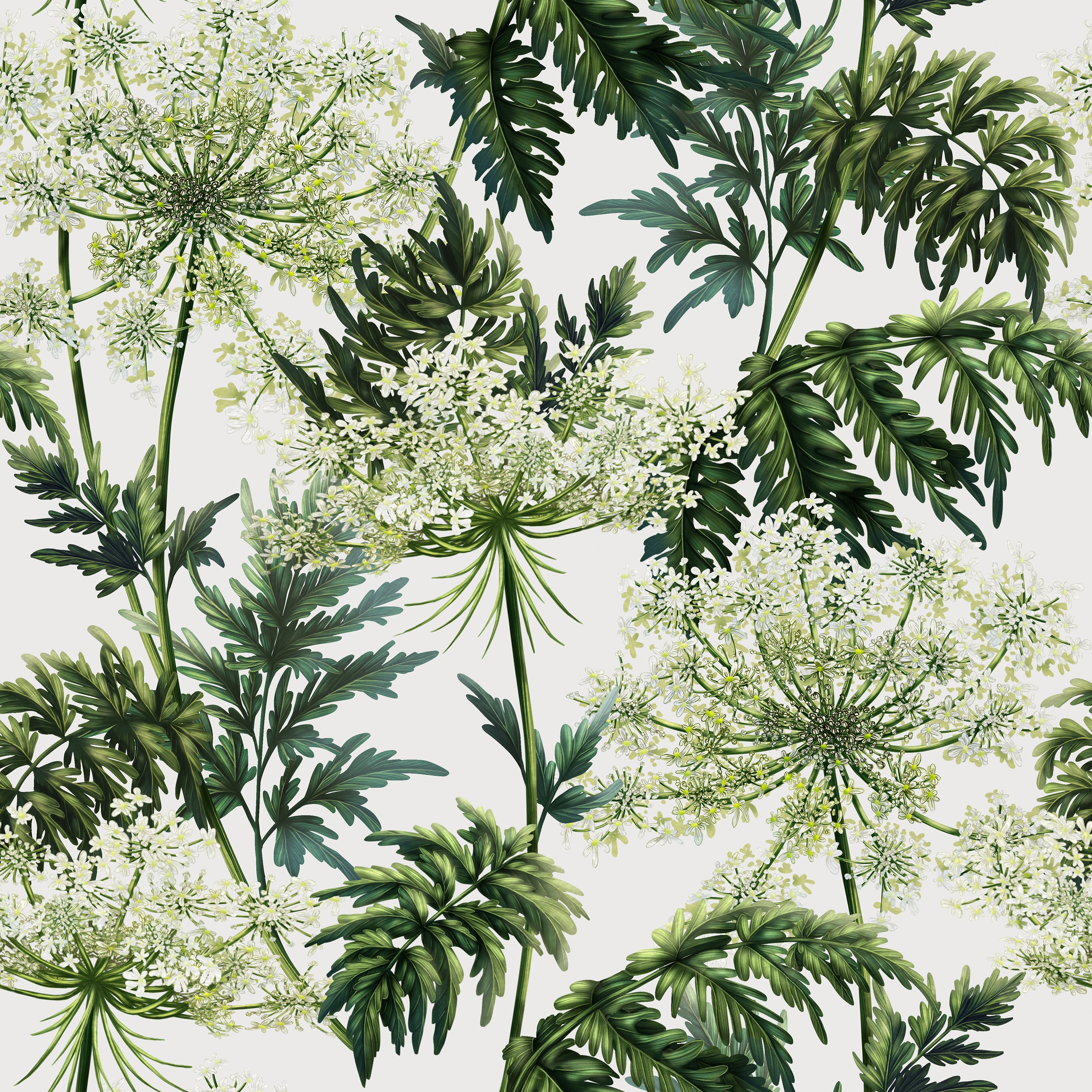 Cow Parsley | White