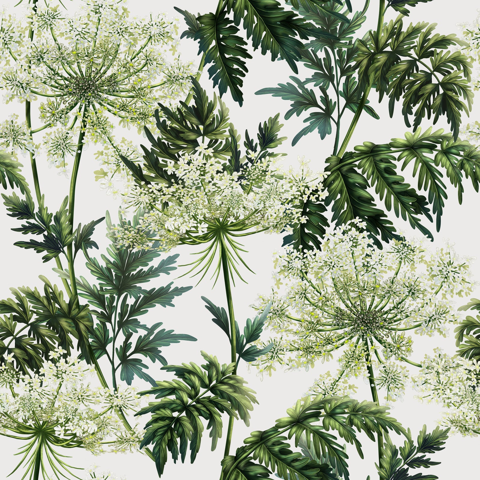 Cow Parsley | White