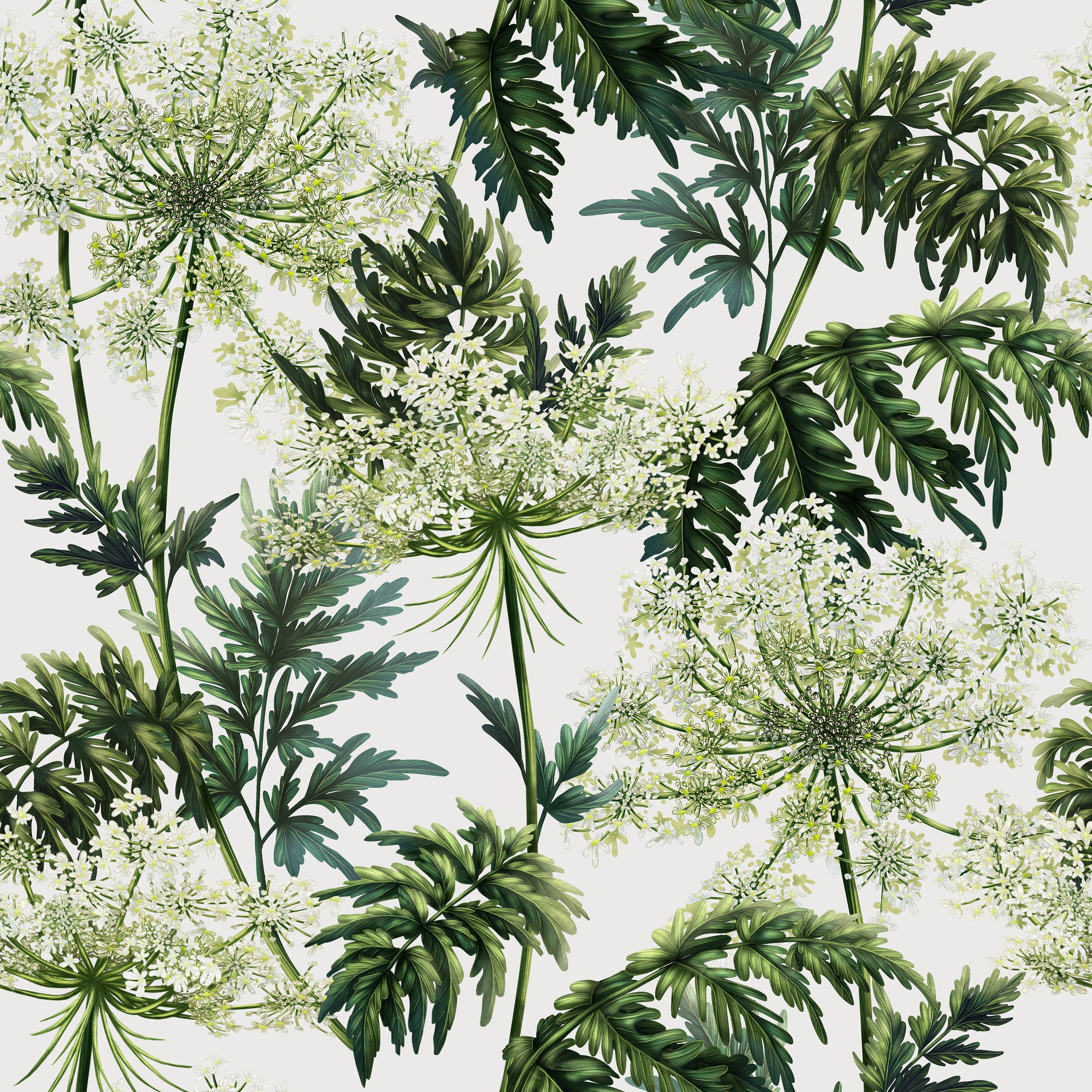 Cow Parsley | White