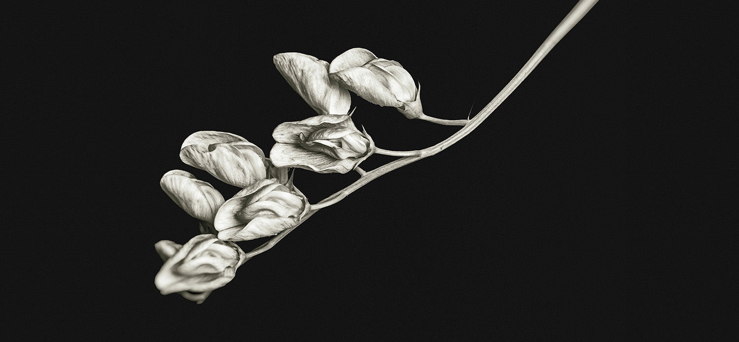 Dark Botanical Mural