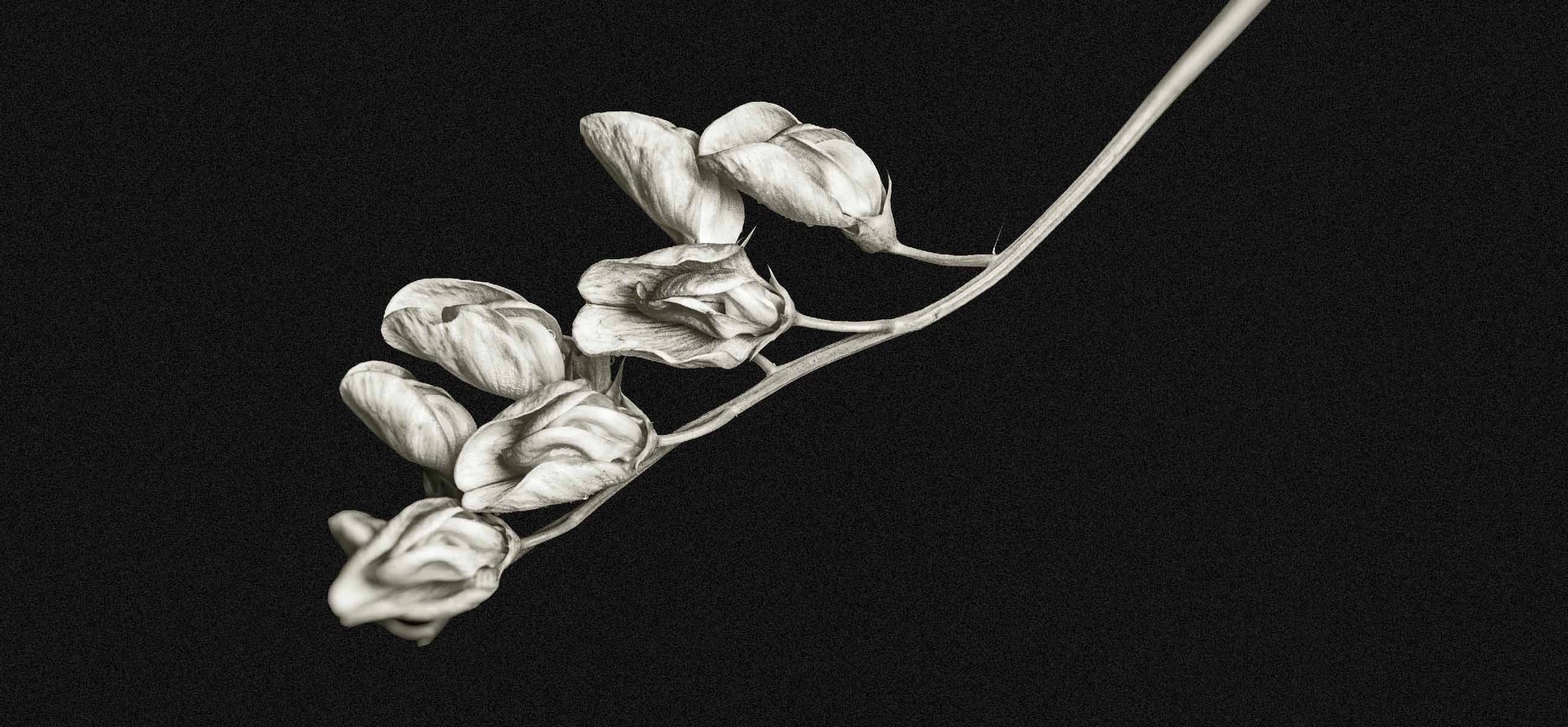 Dark Botanical