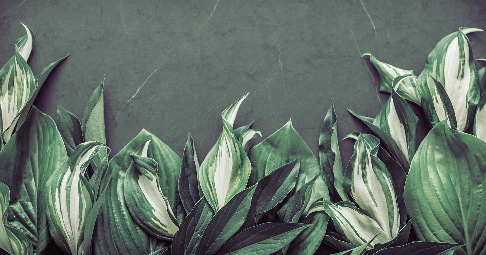 Emerald Serenity