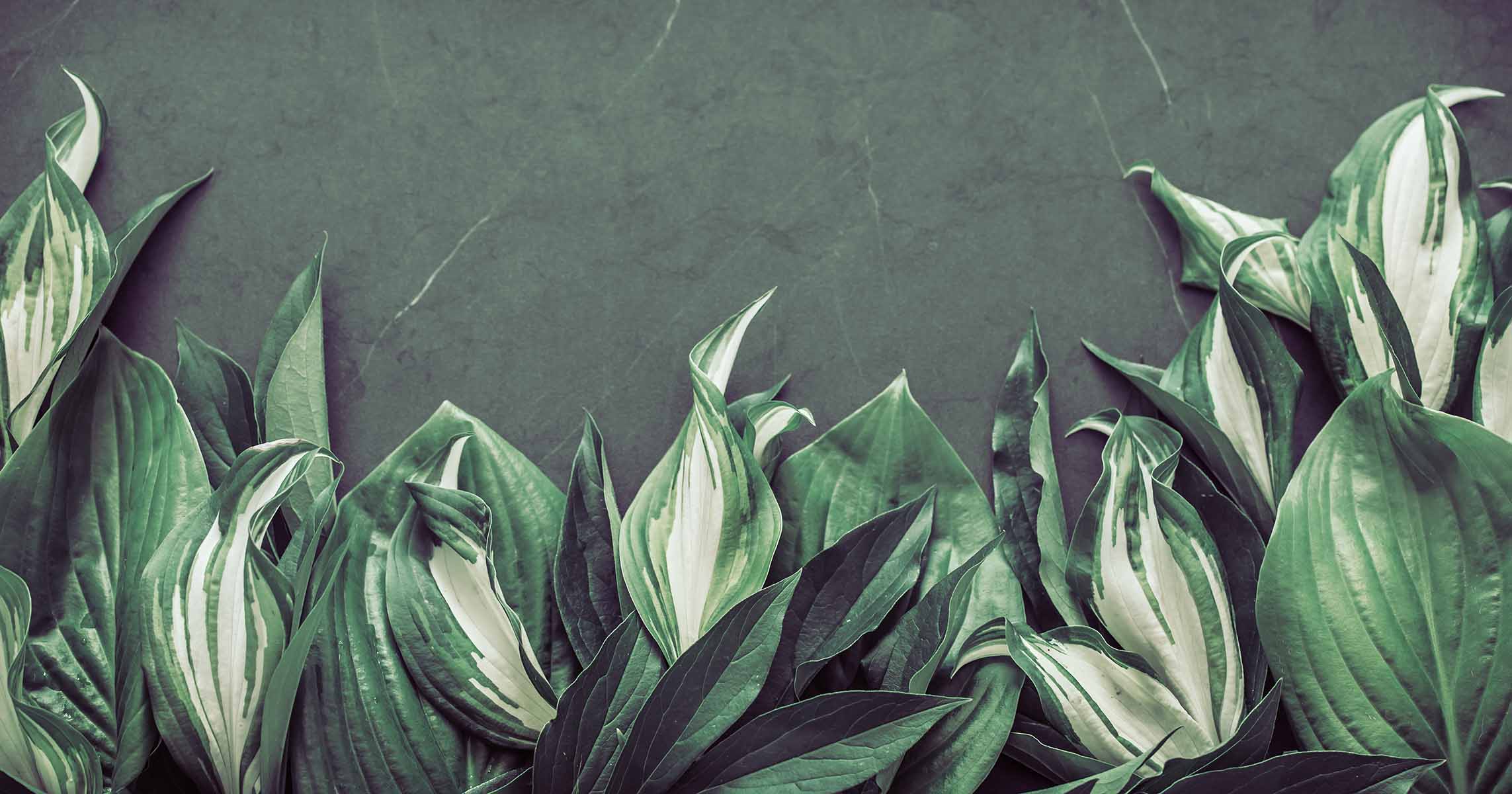 Emerald Serenity