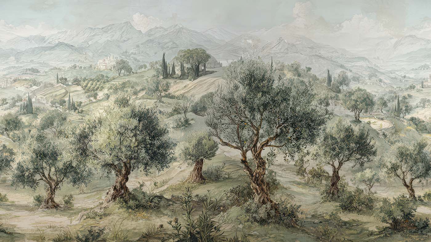 Olive Grove | Landscape