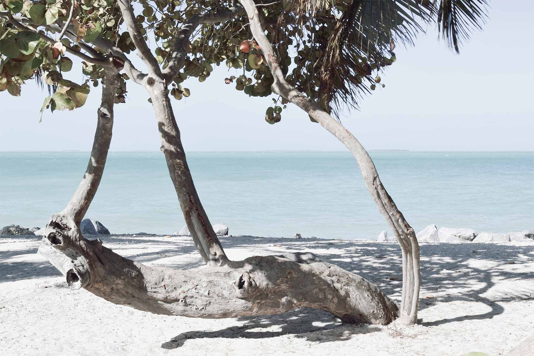Tropical Tree View