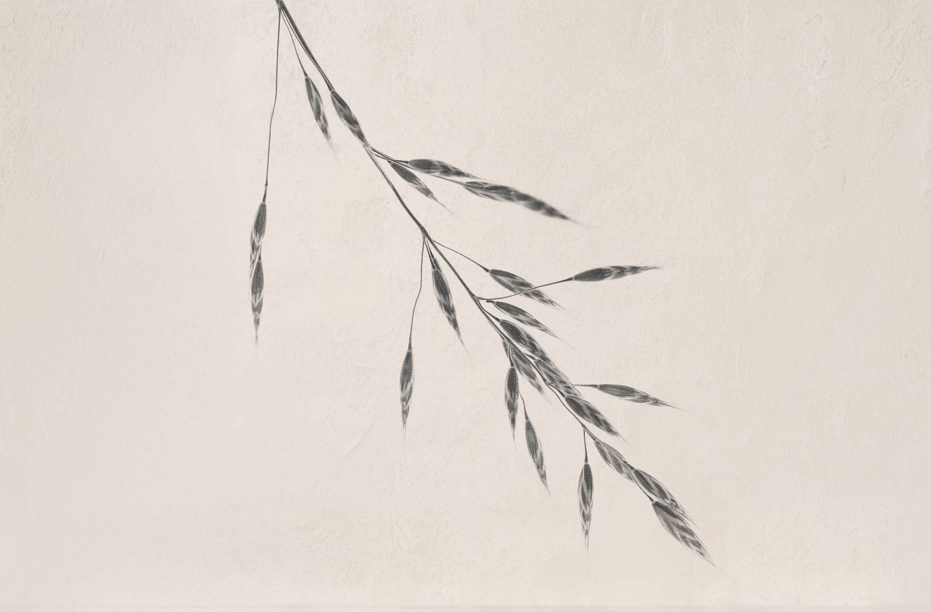 Wheat Grass