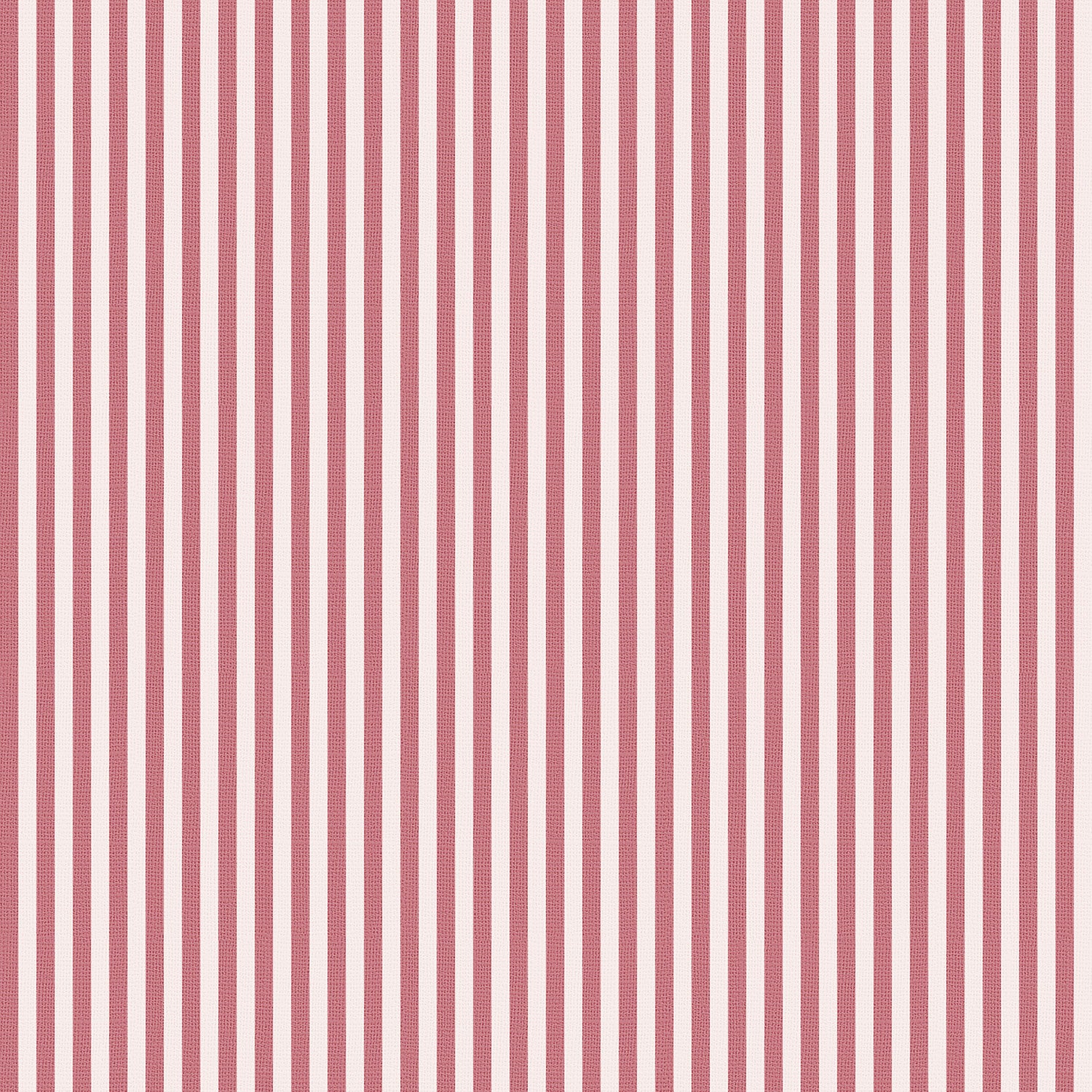 Pinstripes | Blush