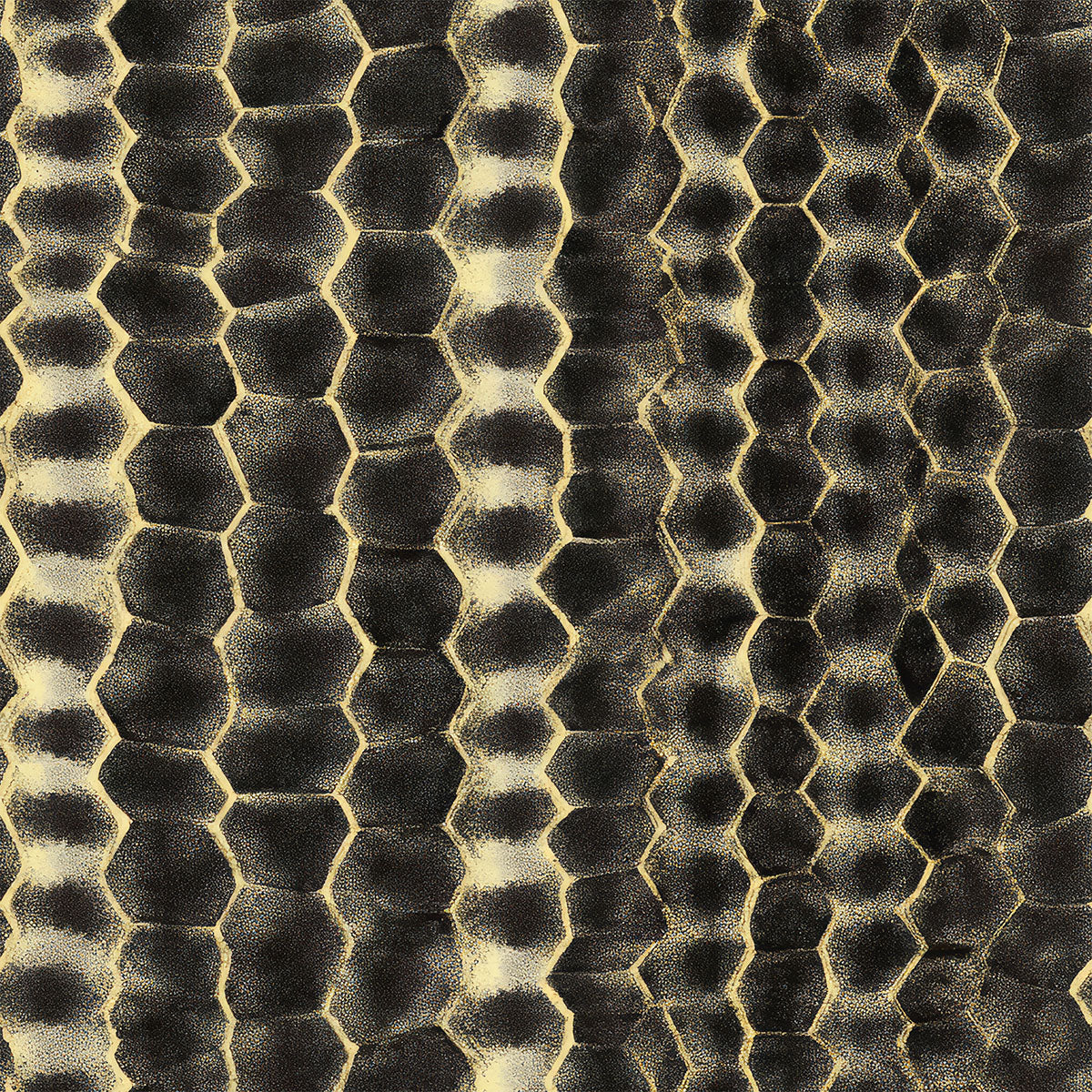 Reptile Texture | Gray