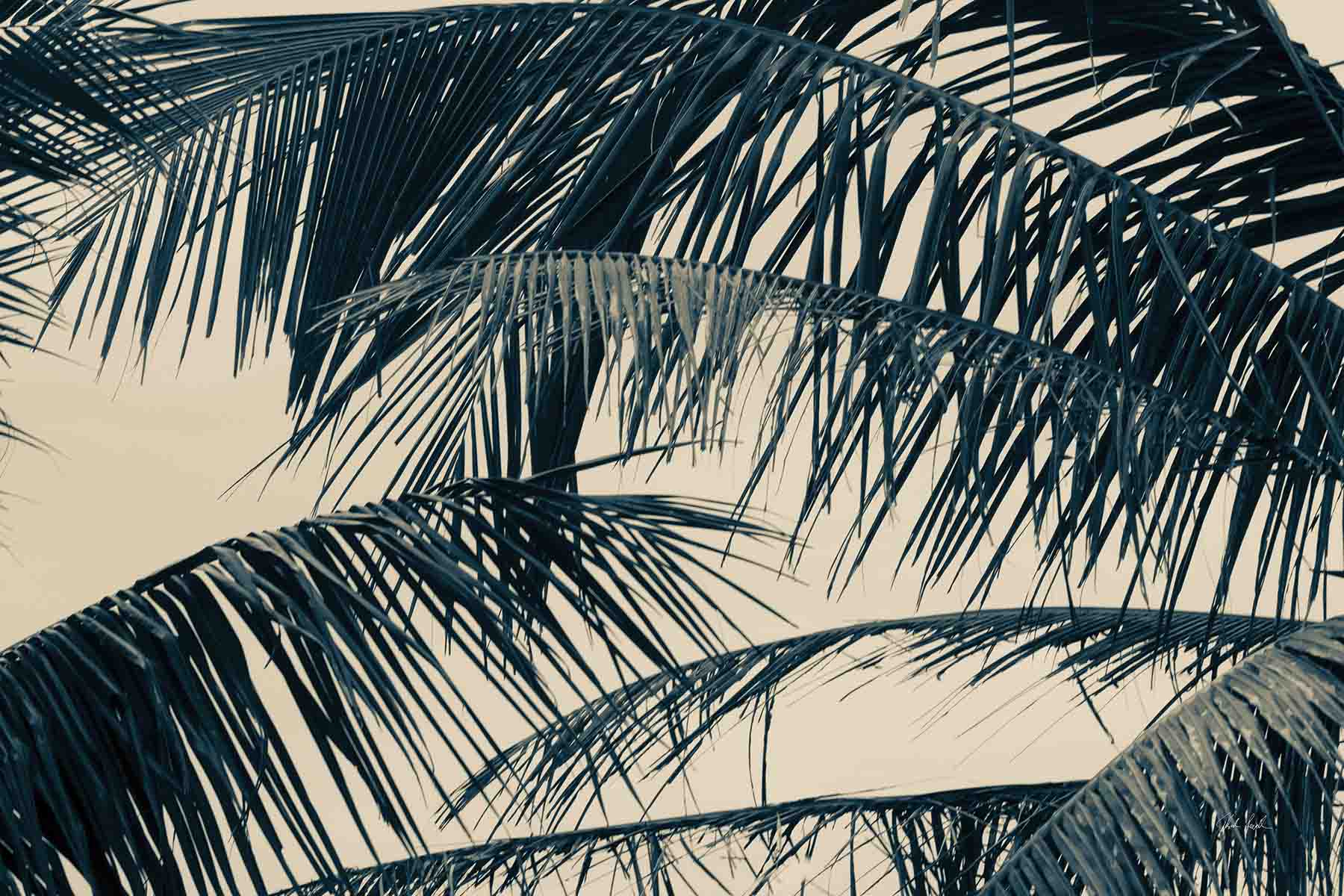 Tropical Palms | Sepia