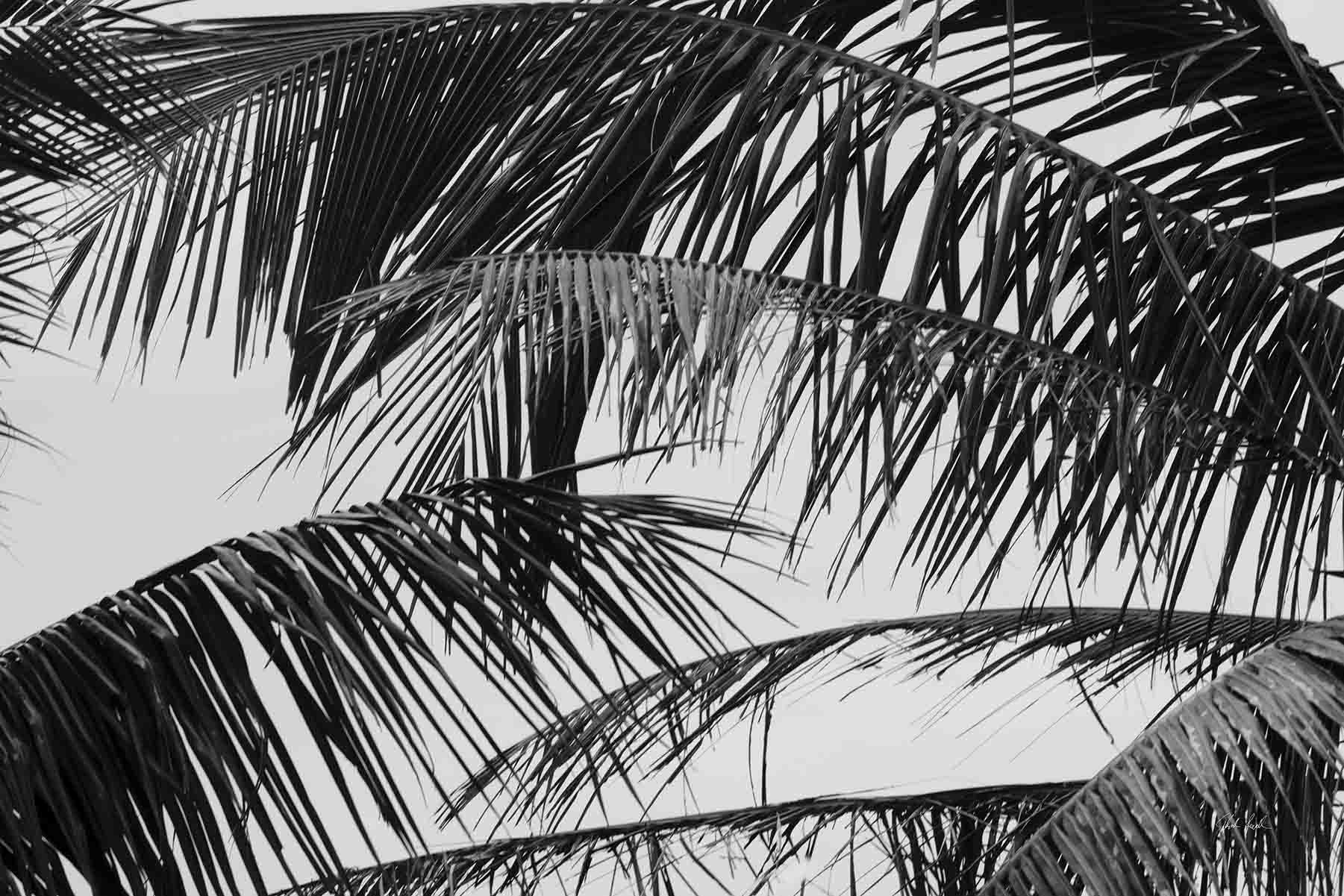 Tropical Palms | Black and White