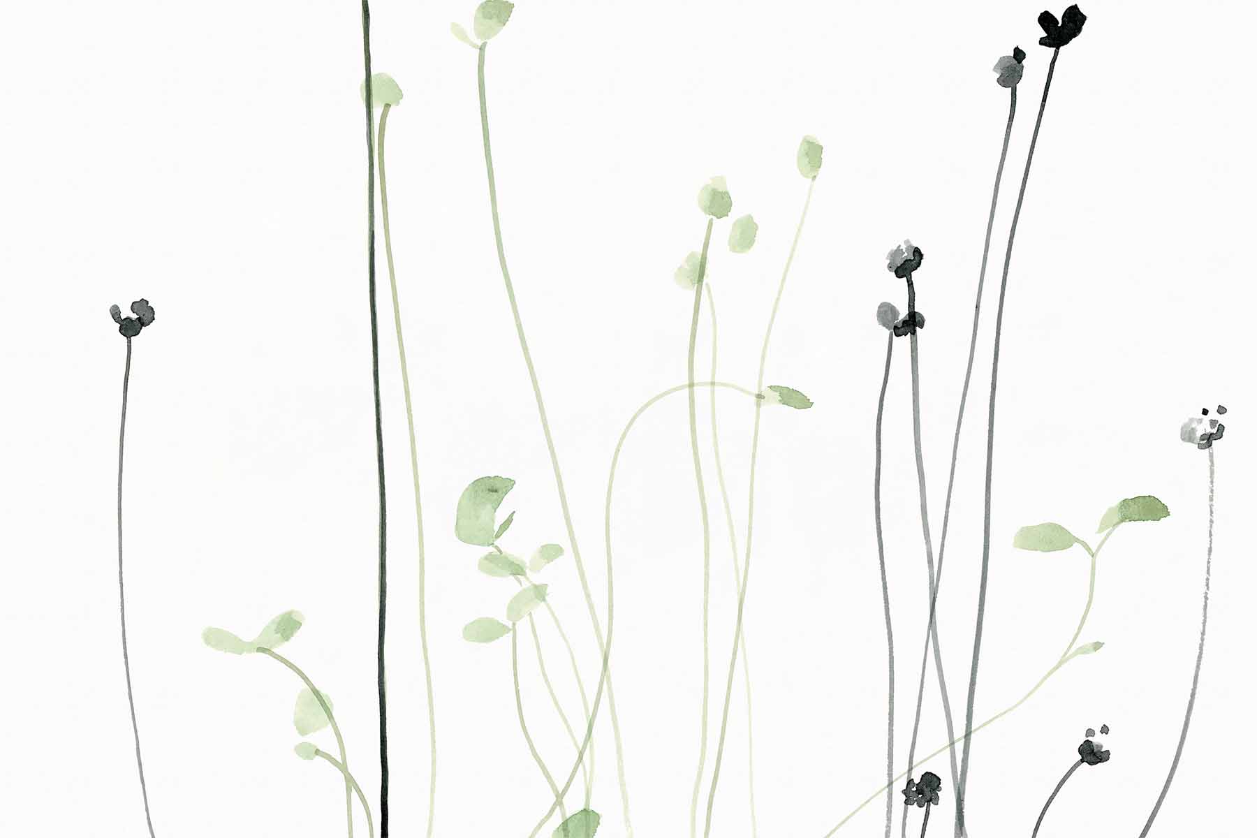 Watercolor Floral Stems